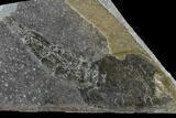 Rare, Silurian Phyllocarid (Ceratiocaris) Fossil - Scotland #113111-2